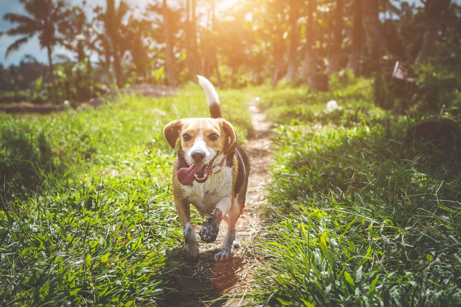 Beagle kutya vidáman mozgásban, illusztráció