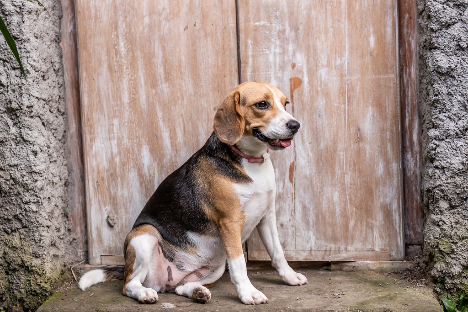 Beagle kutya nyugodtan ülő pózban, illusztráció