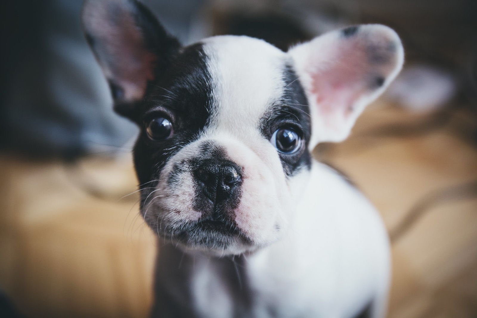 Ápolt francia bulldog kölyök közelről, illusztráció
