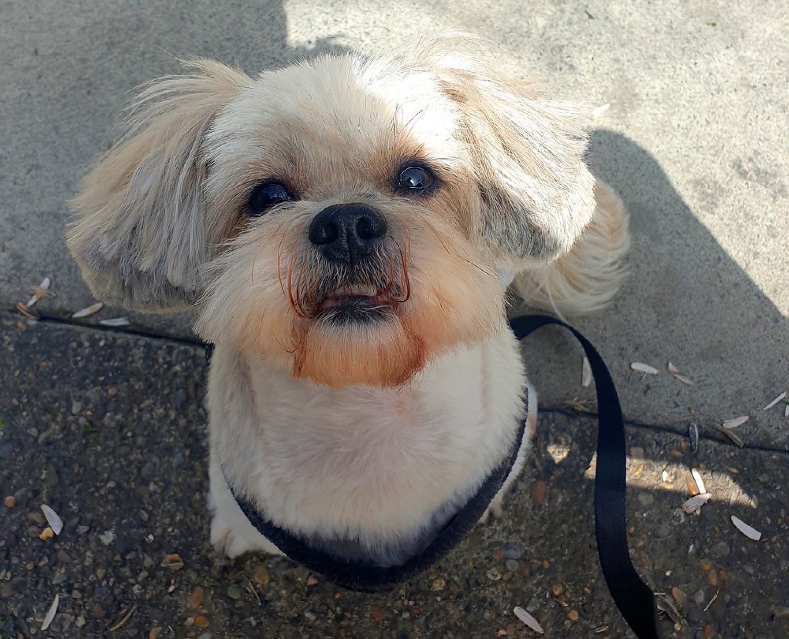 Frissen ápolt, formázott shih tzu portré, illusztráció