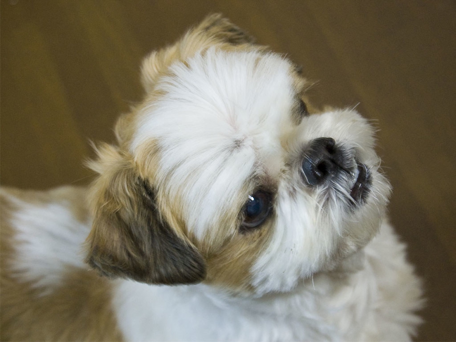 Bolyhos shih tzu közelről, szőrápolás, illusztráció